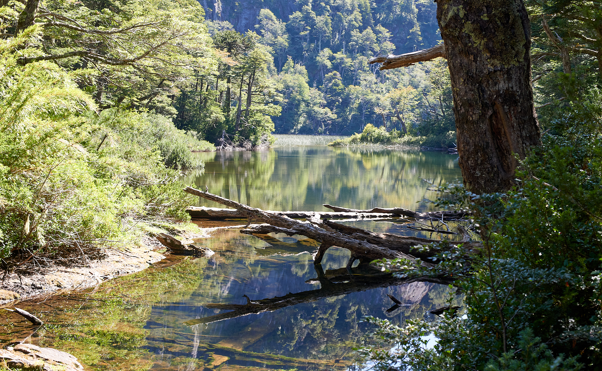 20200317 879 [칠레] 푸콘 우에르케우에 국립공원 트레킹